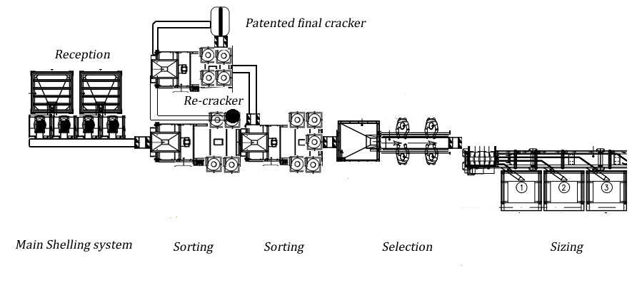 walnut flow process